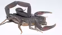 Centruroides gracilis
