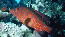 Cephalopholis miniata