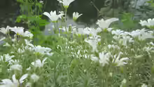 Cerastium arvense