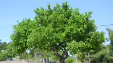 Ceratonia siliqua