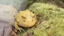Ceratophrys cranwelli