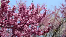 Cercis canadensis
