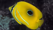 Chaetodon bennetti