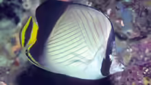 Chaetodon decussatus