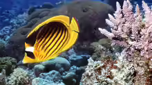 Chaetodon fasciatus