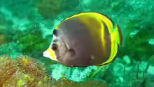 Chaetodon flavirostris