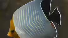 Chaetodon larvatus