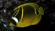 Chaetodon lunula