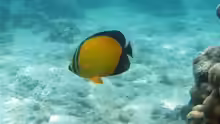 Chaetodon melapterus