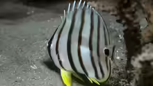 Chaetodon octofasciatus