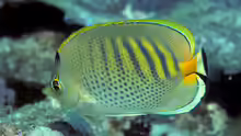 Chaetodon punctatofasciatus