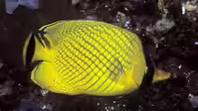 Chaetodon rafflesii