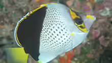 Chaetodon tinkeri
