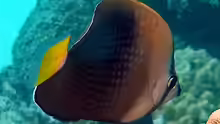 Chaetodon trichrous