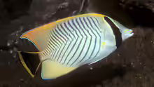 Chaetodon trifascialis
