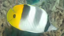 Chaetodon ulietensis