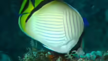 Chaetodon vagabundus