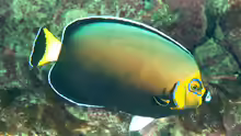 Chaetodontoplus conspicillatus