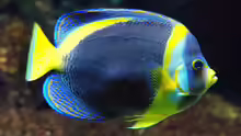 Chaetodontoplus duboulayi