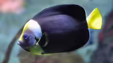 Chaetodontoplus meredithi