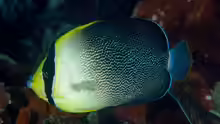 Chaetodontoplus poliourus