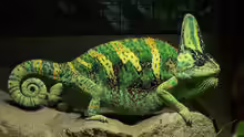 Chamaeleo calyptratus