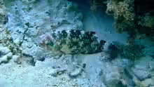 Cheilinus chlorourus