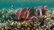 Cheilinus trilobatus