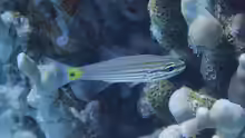 Cheilodipterus artus