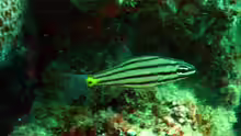 Cheilodipterus isostigmus