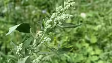 Chenopodium album