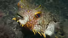 Chilomycterus antillarum