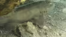 Chiloscyllium griseum