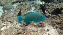 Chlorurus enneacanthus