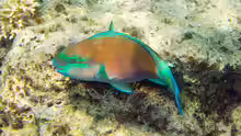 Chlorurus spilurus