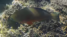 Chlorurus strongylocephalus
