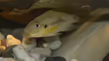 Chromidotilapia kingsleyae
