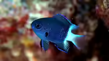 Chromis margaritifer
