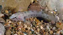 Chromogobius zebratus