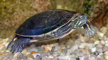 Chrysemys picta dorsalis