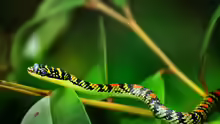 Chrysopelea ornata