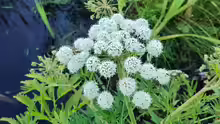 Cicuta virosa