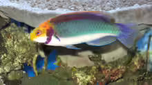 Cirrhilabrus aquamarinus