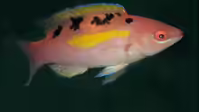 Cirrhilabrus cenderawasih