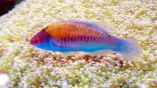Cirrhilabrus cyanopleura