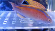 Cirrhilabrus pylei