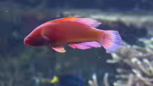 Cirrhilabrus rubrisquamis