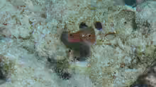 Cirrhilabrus rubriventralis