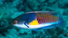 Cirrhilabrus ryukyuensis