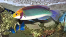 Cirrhilabrus solorensis